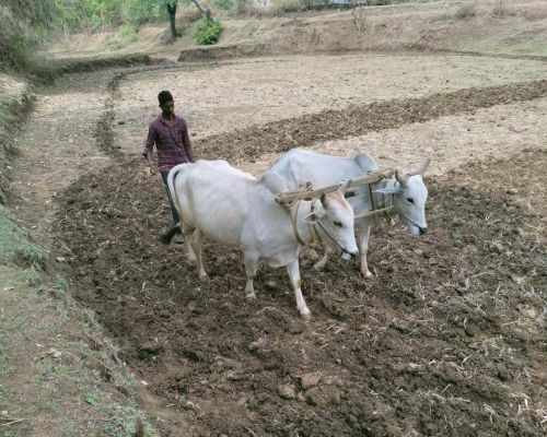 लगातार दूसरी सुबह नांदगांव में तेज बारिश