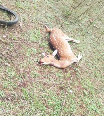 कुत्ते की हमले से चीतल की मौत