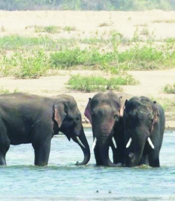 माड़मसिल्ली क्षेत्र में 3 दंतैल हाथी