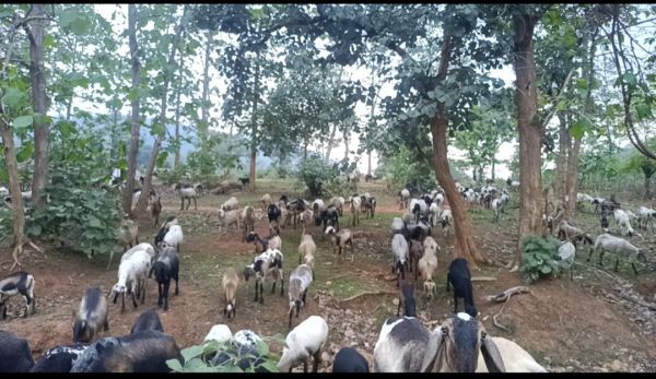 बाहरी राज्यों के खानाबदोश उजाड़ रहे जंगल