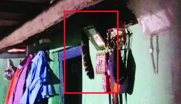 घर में घुसे तेंदुआ को वन विभाग ने सुरक्षित रात में बाहर छोड़ा 