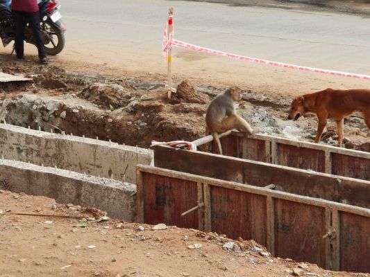 बंदर का आतंक, 3 को काटा, दहशत