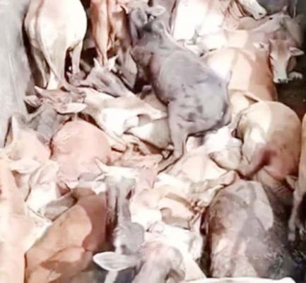 मवेशियों से भरा ट्रक छोडक़र चालक फरार