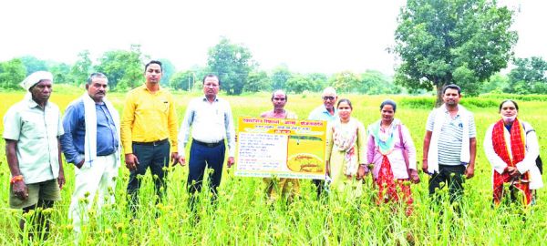 लघुधान्य फसलों के बीज उत्पादन व विक्रय से किसानों को हो रहा लाभ