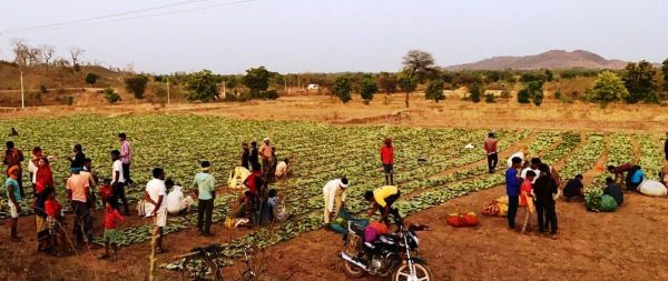 वनोपज संग्रहण से मिल रही है आर्थिक मजबूती