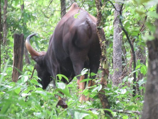 देखें VIDEO :  ग्रीष्मकाल की तपन से उबरा एटीआर, हरा गलीचा बिछ गया जंगल में ..!