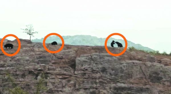 देखें VIDEO :  रायगढ़ के खरसिया के दर्जन भर गांवों में भालुओं की मौजूदगी