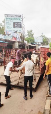 धरपकड़ अभियान : निगम ने पकड़े 13 मवेशी