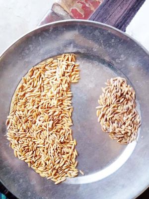 बिना ग्रेडिंग के ही किसानों को दिए जा रहे खराब बीज