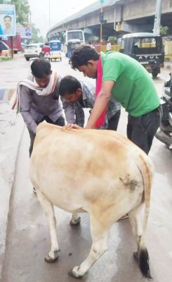 निगम की टीम ने पकड़े दर्जनभर मवेशी
