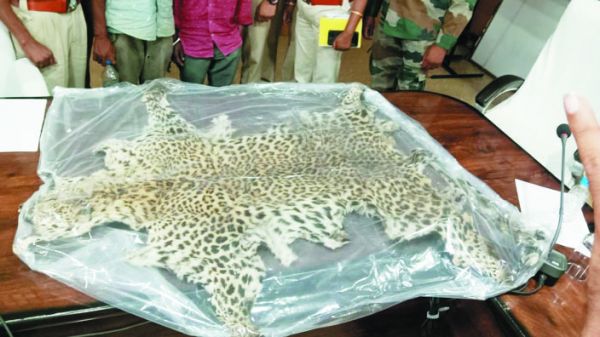 तेंदुआ खाल संग 2 गिरफ्तार