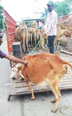 निगम ने पकड़े डेढ़ दर्जन मवेशी