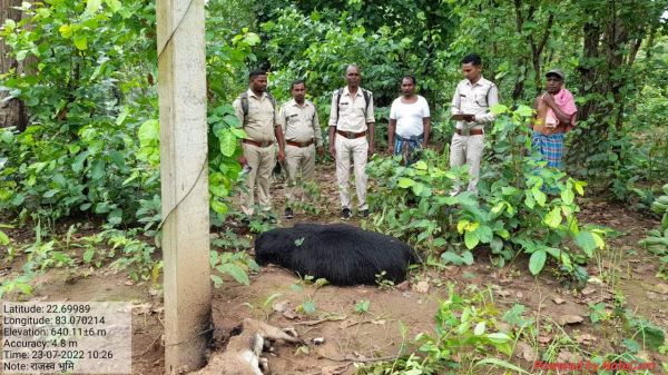 नदी के पास करंट से भालू-बकरा की मौत