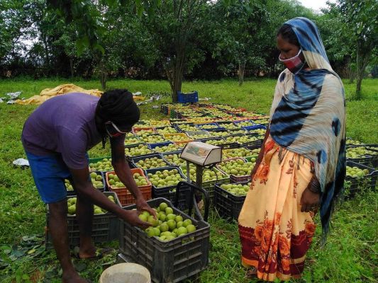 कश्मीर के बाद नाशपाती खेती अब जशपुर में, भरपूर फसल