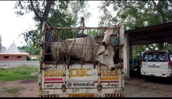 मवेशियों से भरी तेज रफ्तार पिकअप को पकड़ा, चालक फरार, एक  गिरफ्तार