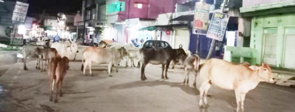 नगर में रोका-छेका अभियान फ्लाप,  सडक़ पर मवेशियों का कब्जा