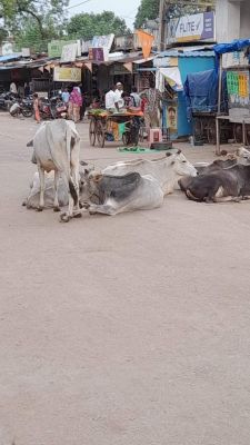 जगह-जगह मवेशियों का जमावड़ा