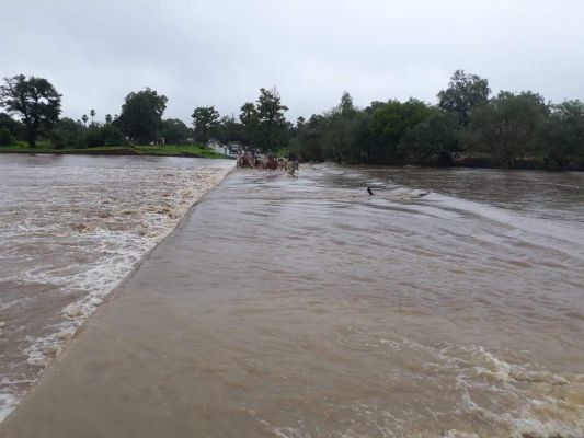 बीजापुर में भारी बारिश, नाले उफान पर, मवेशी बहे