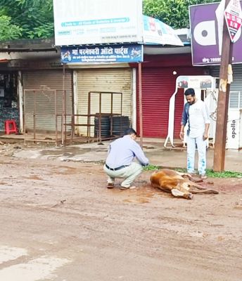 गड्ढे में गिरा मवेशी, पैर टूटा