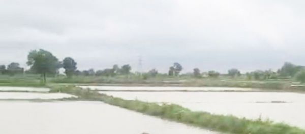 दो दिन की बारिश में खेत-तालाब लबालब