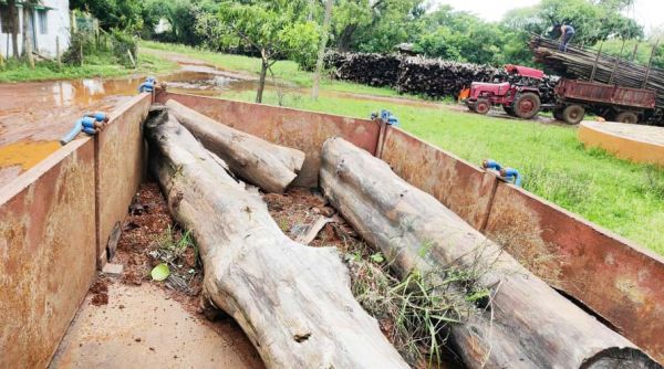 सागौन तस्करी, बीट गार्ड सस्पेंड