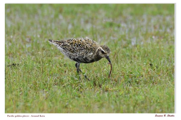 बिलासपुर-कोटा में प्रवासी पक्षी पैसिफिक गोल्डन प्लोवर का डेरा