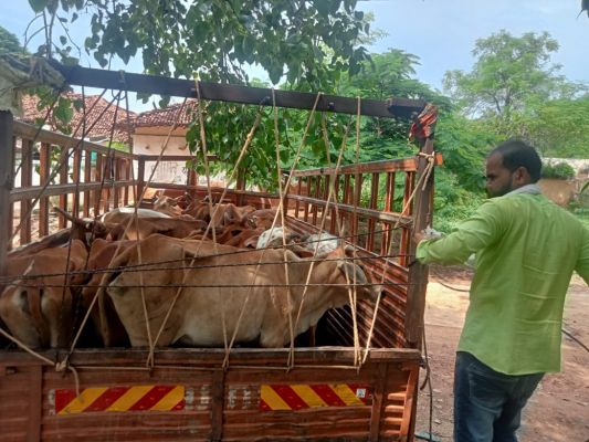 कत्लखाना ले जा रहे सवा सौ मवेशी बचाए गए 