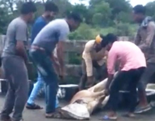 गाय के मुंह में बोरी ठूंस कर लाठी डंडों से पीटा और जिंदा नदी में फेंक दिया