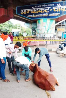 टीम ने एक दिन में पकड़े डेढ़ दर्जन मवेशी