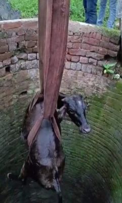 सूखे कुएं में गिरी गाय को सकुशल बाहर निकाला