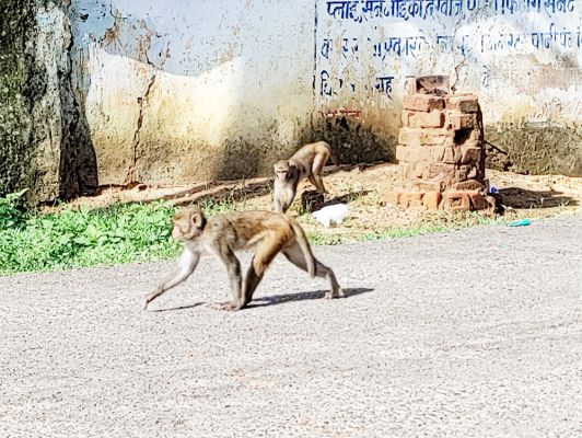 कोरिया के कई शहरों में बंदरों का आतंक, रोजाना 4-5 को काटकर घायल करते हैं