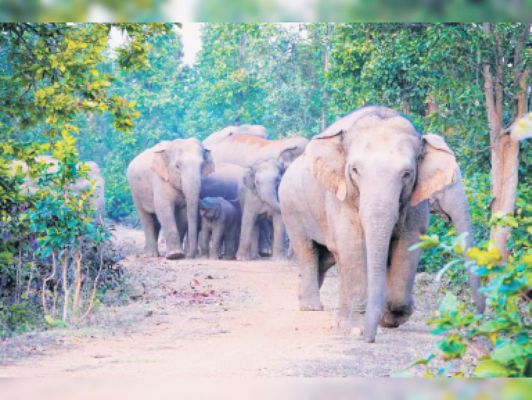 जंगली हाथी व भालुओं से दहशत