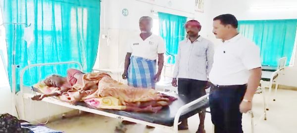 घर घुसकर हाथी ने वृद्ध पर किया हमला, इलाज जारी