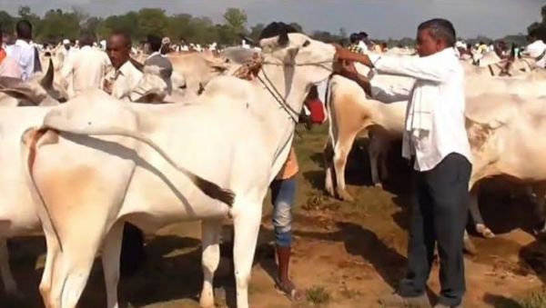 गौवंश सरंक्षण के लिए बैल से कृषि करने वालों को प्रोत्साहित करें