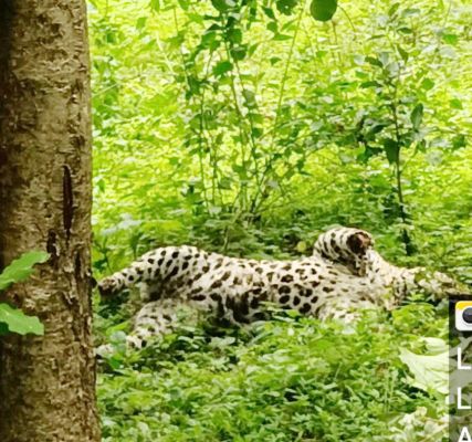 तेंदुए का शिकार से मौत, आरोपियों को ढूंढने रायपुर से बुलाया खोजी कुत्ता