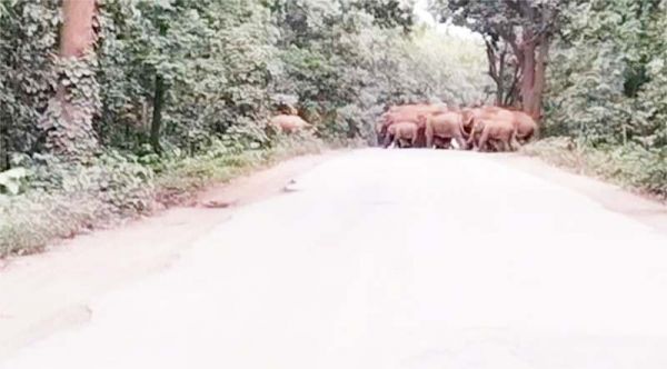 फिर पहुंचा हाथी दल, सडक़ किनारे मौजूदगी से वाहनों की लंबी कतारें