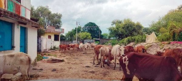 मवेशियों को खुला छोड़ रहे, फसलों को नुकसान