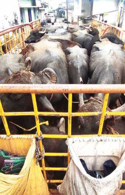 तेलीबांधा की भारती डेयरी बंद, 11 भैंस जब्त