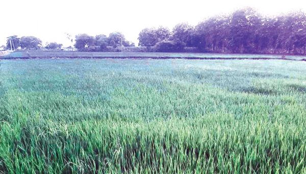 बारह दिनों बाद हुई बारिश से फसल को मिला नया जीवन
