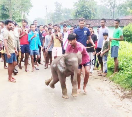 दल से भटक कर हाथी शावक गांव में घुसा, घंटों मशक्कत के बाद सकुशल पहुंचाया