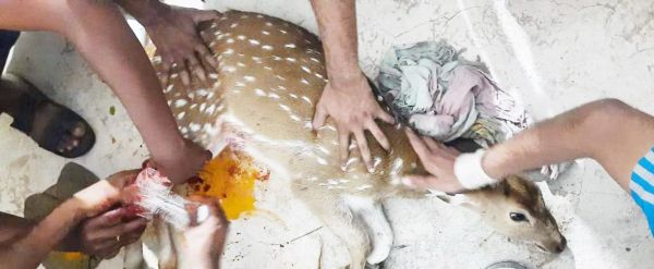 हिरण के बच्चे को आवारा कुत्ते ने नोंचा, पुलिस ने बचाया