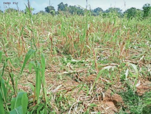 हाथी दल ने मक्के की फसल को किया बर्बाद