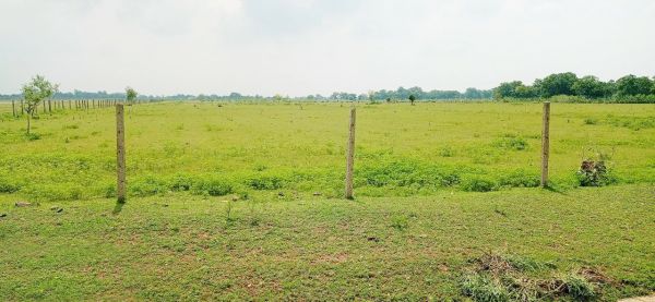 कापन में 20 हेक्टेयर में अर्जुन के 82 हजार पौधे किये जाएंगे पौधरोपण