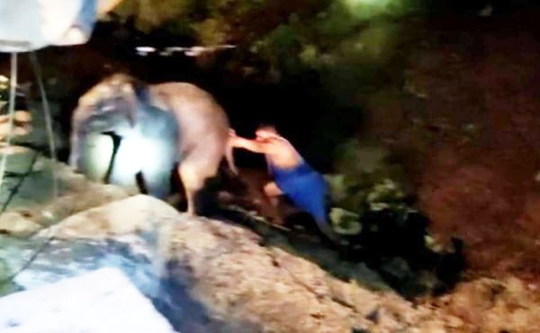 एनएच के समीप  गड्ढे में गिरे  हाथी के बच्चे को वनकर्मियों ने सुरक्षित निकाला