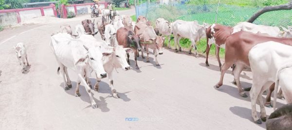 बूचडख़ाने के लिए ले जाते 250 गायों को छुड़ाया, तस्कर भागे