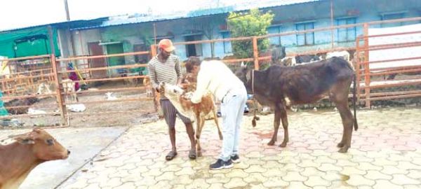 लम्पी का खतरा गौठानों में लगने लगे जानवरों को टीके