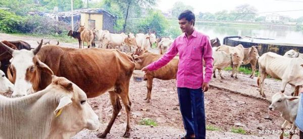 बेमेतरा के किसान से जापानी कंपनी खरीदेगी गौमूत्र 
