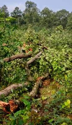 पुलिस बल लगाकर कोयला खदान के लिए एक दिन में ही काट डाले हजारों पेड़