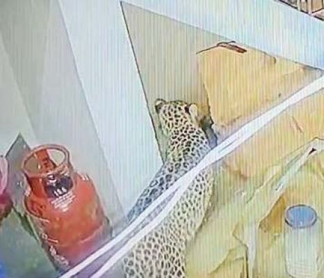 दीवार फांदकर घर में घुसा तेंदुआ