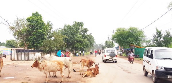 पशुओं को लावारिस छोडऩे, बीमार पशुओं का उपचार नहीं कराने पर होगी कार्रवाई